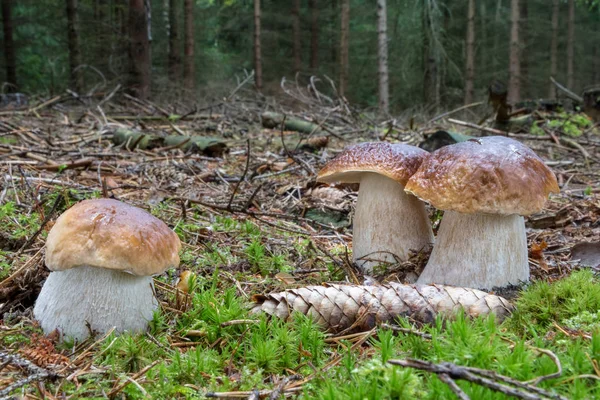 Tři Úžasné Houby Cep Smrkové Lese Česká Republika Evropa — Stock fotografie