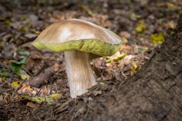 Amazing Edible Mushroom Boletus Edulis Autumn Forest Blurred Background — Stock Photo, Image