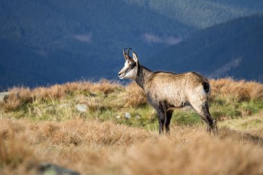 Chamois dağ sırtı üzerinde. milli park düşük tatras - Slovakya, Avrupa
