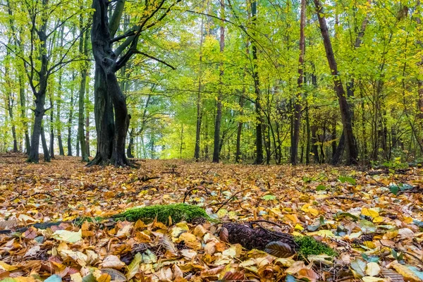 Осінній Ліс Барвистим Листям Землі Чеська Республіка Європа — стокове фото