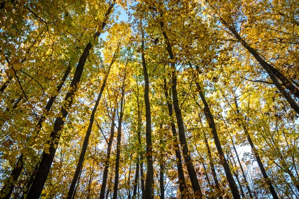 Mire Hacia Arriba Increíble Bosque Otoño Con Hojas Coloridas Bajo — Foto de Stock