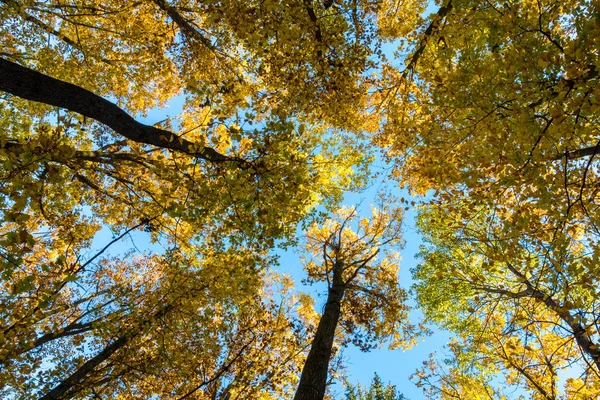 Mira Hacia Arriba Increíble Bosque Otoño Con Hojas Coloridas Cielo — Foto de Stock