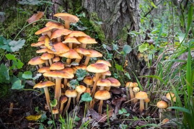 Yenilebilir grup Enokitake, altın iğne veya kış mantar - Flammulina velutipes olarak bilinen mantar. Çek Cumhuriyeti, Europe.