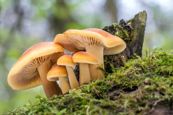 Schuss Essbarer Pilze Die Als Enokitake Goldnadel Oder Winterpilze Flammulina — Stockfoto