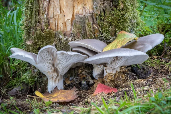 Shot of edible mushroom Pleurotus ostreatus known as oyster mushroom on willow stem - Czech Republic, Europe