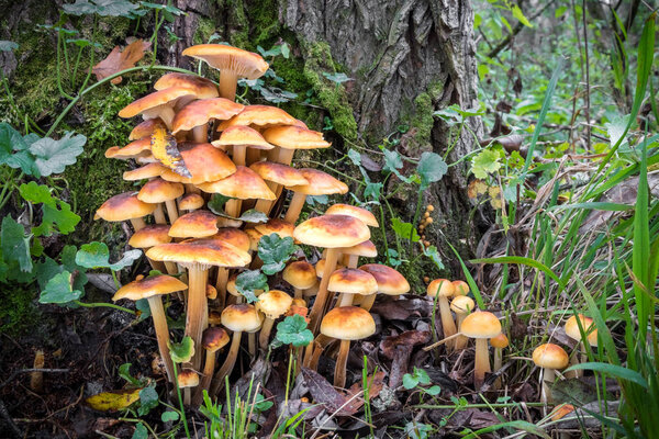 Group of edible mushrooms known as Enokitake, Golden Needle or winter mushrooms - Flammulina velutipes. Czech Republic, Europe.