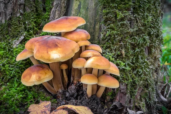 Close Shot Edible Mushrooms Known Enokitake Golden Needle Winter Mushrooms — Stock Photo, Image