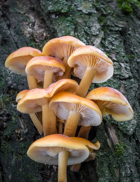 Detail Amazing Edible Mushrooms Known Enokitake Golden Needle Winter Mushrooms — Stock Photo, Image