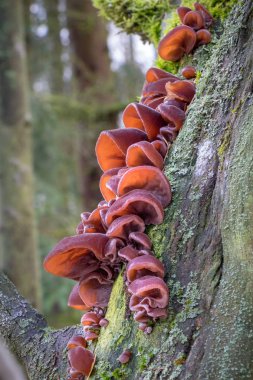 Yahudiler kulak, ahşap kulak veya mürver ağacı ve arka plan bulanık jöle kulak (Auricularia auricula-judae) olarak bilinen sağlıklı ve yenilebilir mantar