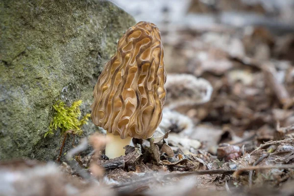 Részlet lövés Morel gomba — Stock Fotó