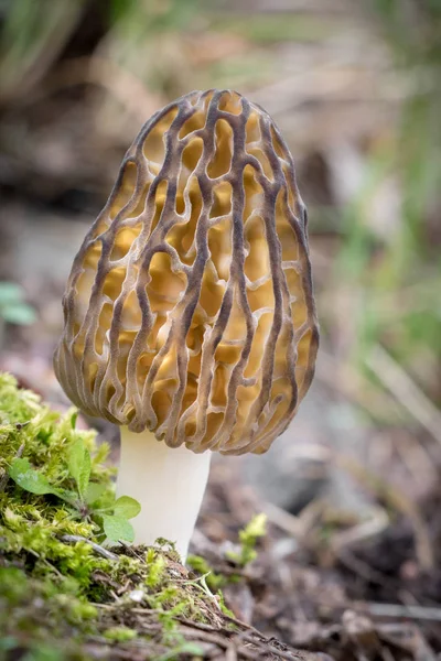 Tiros de incrível, comestível e saboroso morel cogumelo — Fotografia de Stock