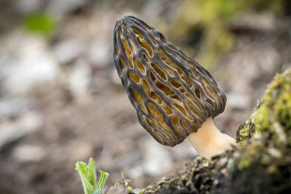 Shot of amazing, edible and tasty morel mushroom — Stock Photo, Image