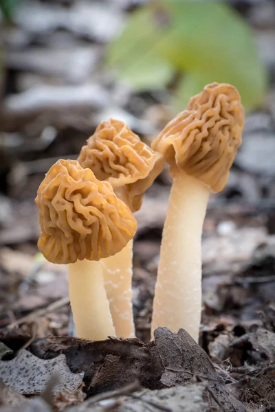 Edible and delicious mushrooms - Verpa bohemica — Stock Photo, Image