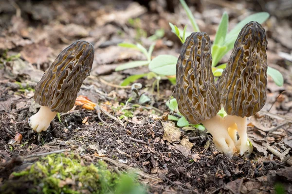 Bahar ormanında üç güzel Morel mantar