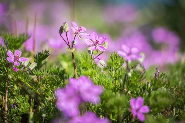 Detail of little pink flowers - spring sunny day — Stock Photo, Image