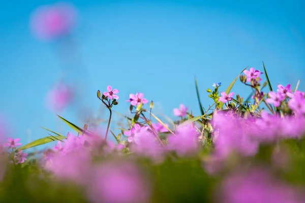 Mavi gökyüzünün altındaki bahar çayırında pembe çiçeklerin detayı — Stok fotoğraf