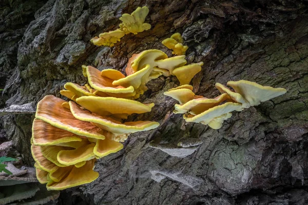 Grzyb Laetiporus sulureusz powszechnie znany jako kurczak z lasu — Zdjęcie stockowe