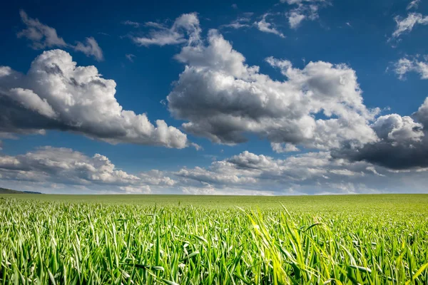 Vår eller sommar landskap med gröna ängen och fantastiska blå himmel med vita moln - Tjeckien, Europa — Stockfoto