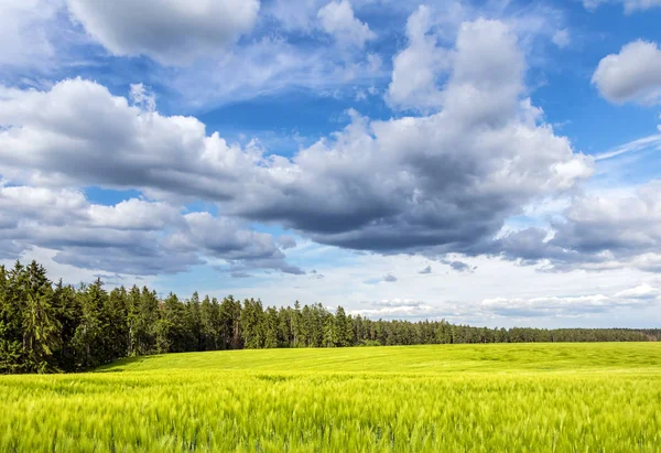 Green field and forest under beautiful blue sky with clouds — Stock Photo, Image
