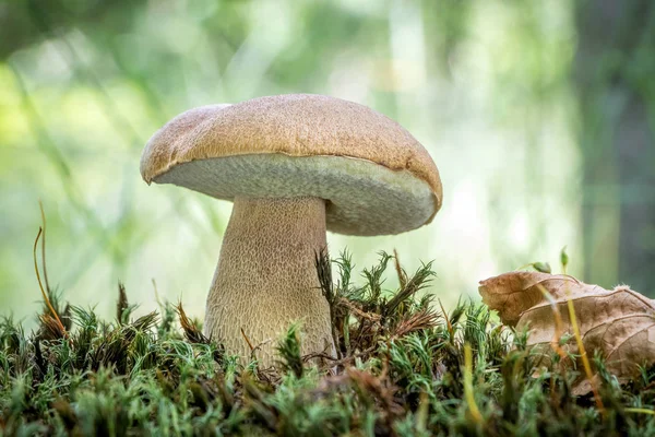 Delicious edible mushroom Boletus reticulatus commonly known as — Stock Photo, Image