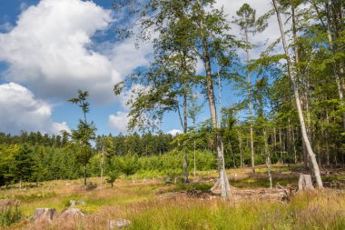 Beyaz bulutlarla mavi gökyüzünün altındaki yaz ormanı