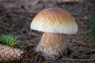 Yaz ormanında yenilebilir mantar cep (Boletus edulis)