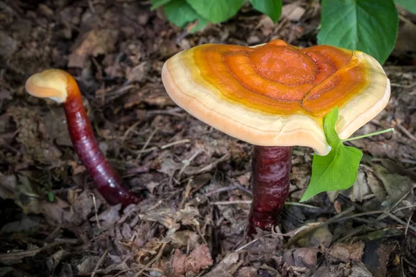 Detail of medicinal polypore mushroom known as reishi