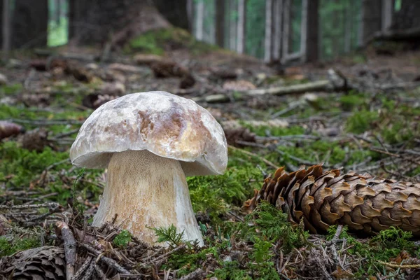 Hřib edulis-delikátní jedlé houby v mechem lese — Stock fotografie