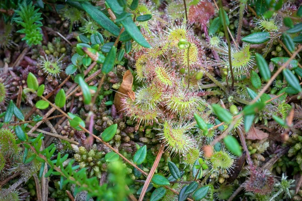 Etobur bitki sundew yakın çekim (Drosera rotundifolia) — Stok fotoğraf