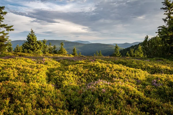 Yaban mersini standı ve inanılmaz güneş ışığı ile dağ sırtında Sabah