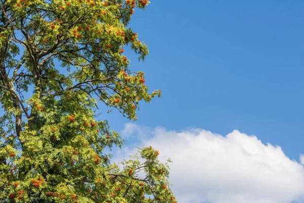 Tiro de rowan tree con bayas de rowan y cielo azul —  Fotos de Stock