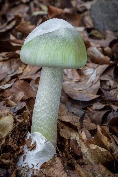 Gorro da morte - Amanita phalloides - cogumelo venenoso mortal — Fotografia de Stock