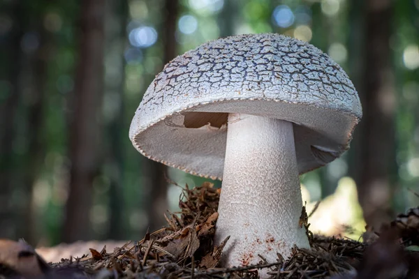 Деталь съедобного гриба amanita rubescens — стоковое фото