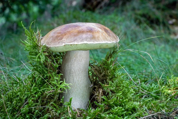 Boletus edulis известный как пенни булочка гриб в мхом лесу — стоковое фото