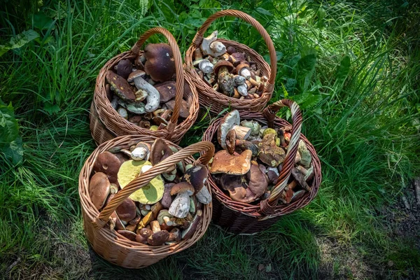 Cestas de mimbre con setas comestibles —  Fotos de Stock