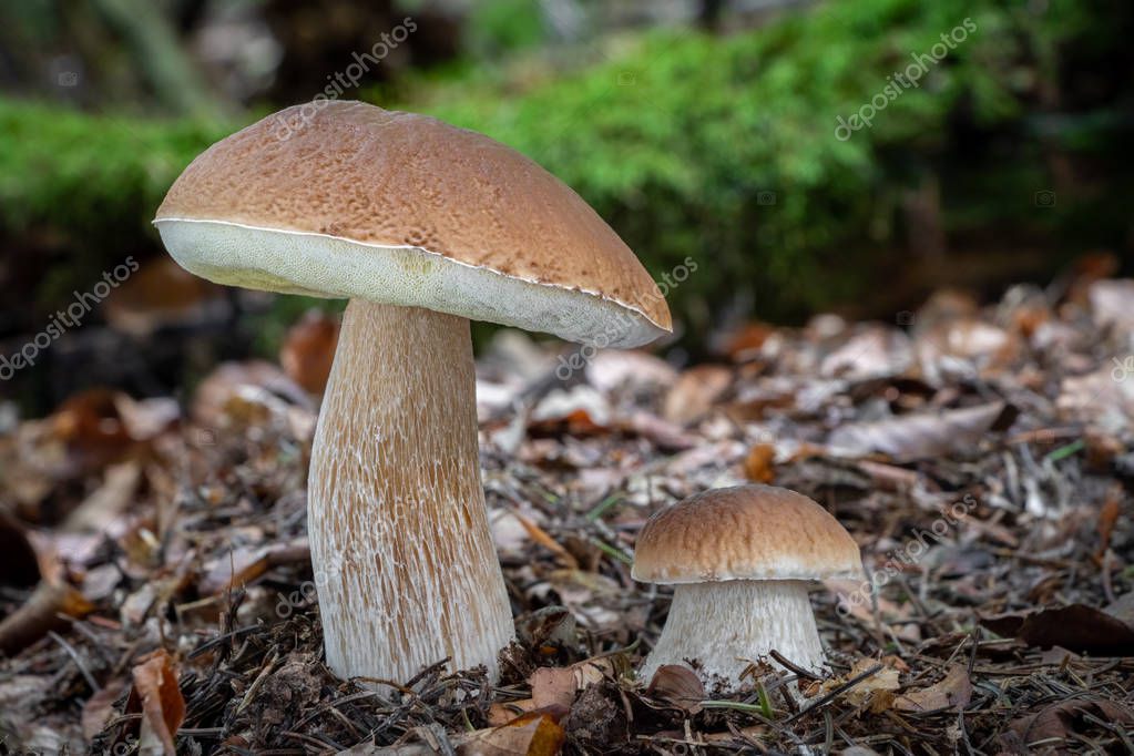 Dos boletus edulis conocidos como hongo de bollo de centavo en el