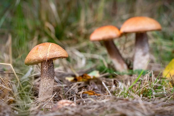 Amazing edible mushrooms known as orange birch bolete — Stock Photo, Image