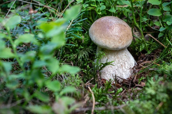 Boleto de cogumelos comestível e delicioso edulis na grama — Fotografia de Stock