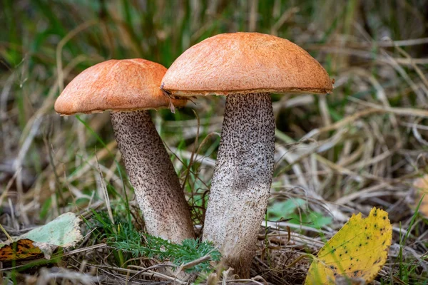 Fantastiska ätliga svampar som kallas apelsin Björk Kantarell — Stockfoto