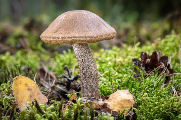 Essbare Pilze Birkenpilze im Moos mit verschwommenem Hintergrund — Stockfoto