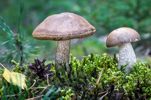 Essbare Pilze Birkenpilze im Moos mit verschwommenem Hintergrund — Stockfoto