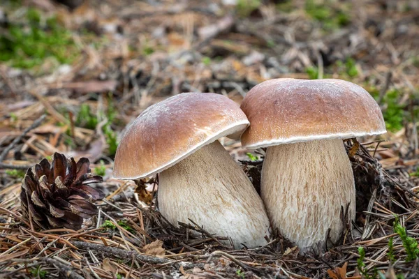 Boletus edulis known as penny bun mushroom in mossy forest — Stock Photo, Image