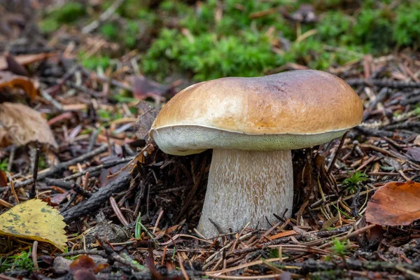 Съедобный гриб boletus edulis в осеннем лесу — стоковое фото