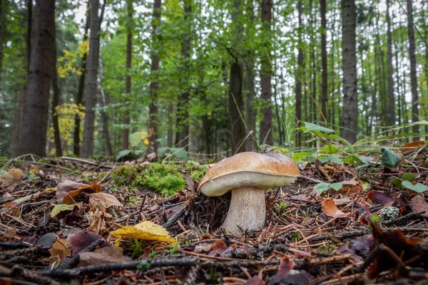 Boleto de cogumelo comestível edulis na floresta de outono — Fotografia de Stock