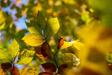 Sonbahar renkli kayın yapraklarının ayrıntıları
