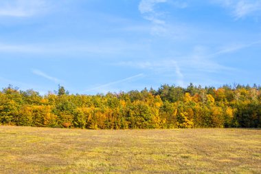 Meadow and autumnal colorful forest under blue sky