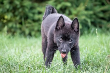 Black puppy dog on grass