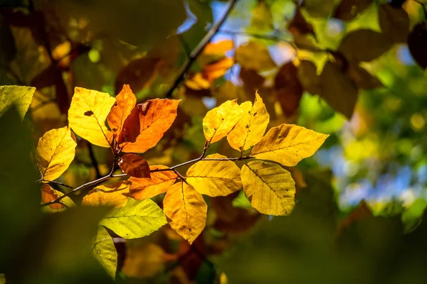 Detail van herfstkleurige beukenbladeren — Stockfoto