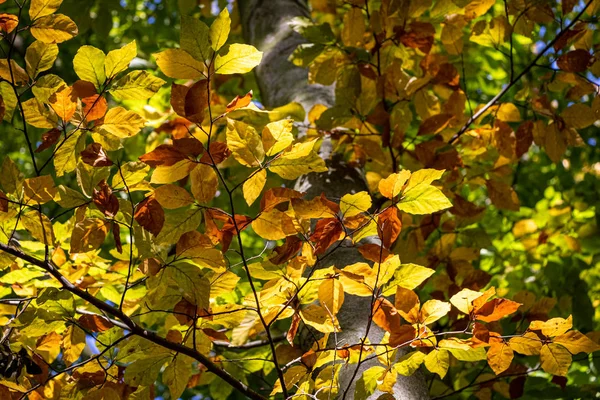 Textura de hojas de haya de color otoño —  Fotos de Stock