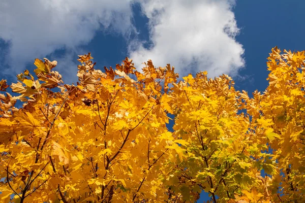 Herfst gekleurde esdoorn bladeren onder de blauwe hemel — Stockfoto